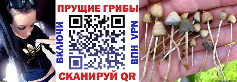 Купить где  Щёкино  Псилоцибиновые грибы мицелий 